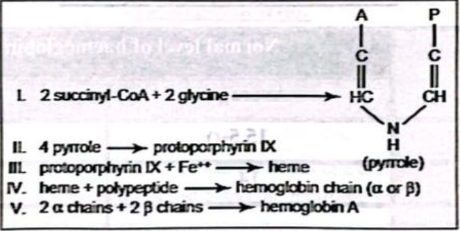 Concept about Haemoglobin