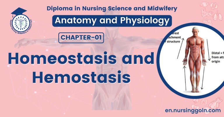 Homeostasis and hemostasis | CHAPTER 1 | Anatomy and physiology