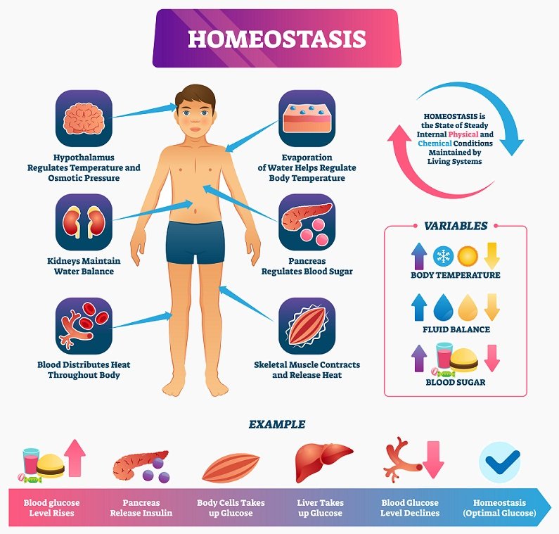 properties of homeostasis