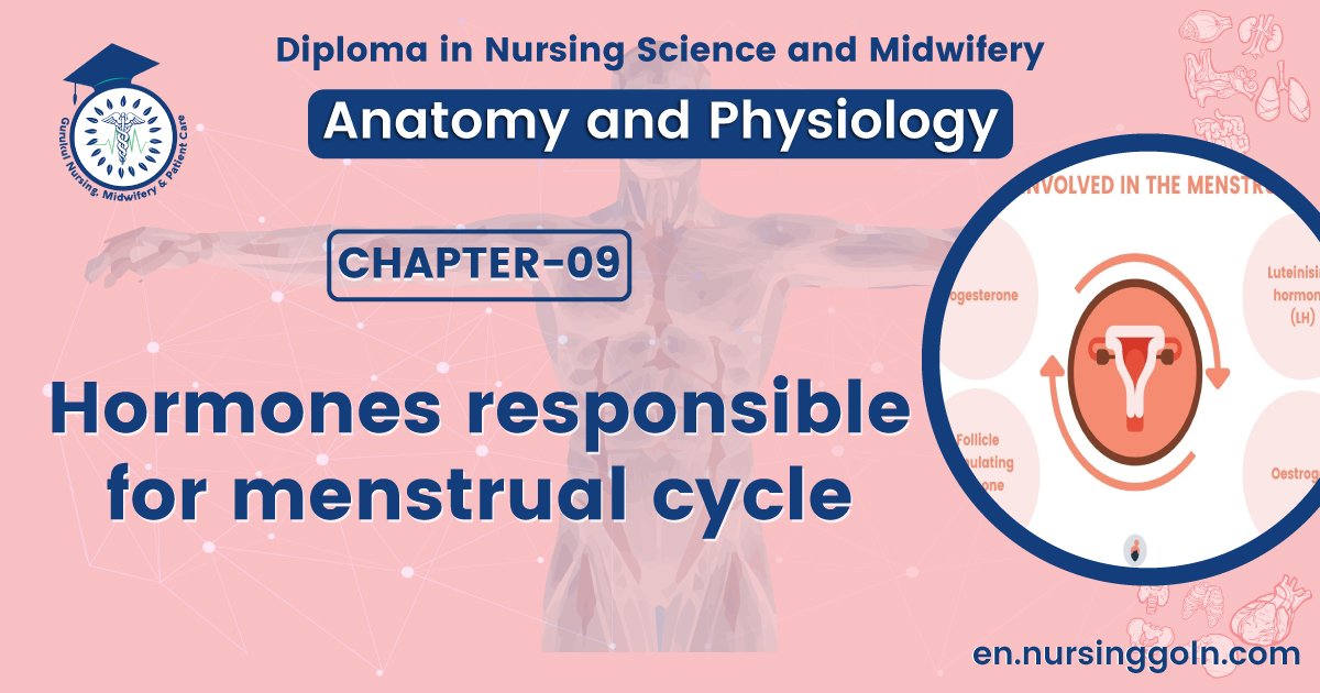 Hormones responsible for menstrual cycle | CHAPTER 9 | Anatomy and Physiology