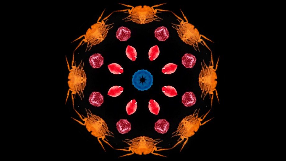 Host Parasite Relationship