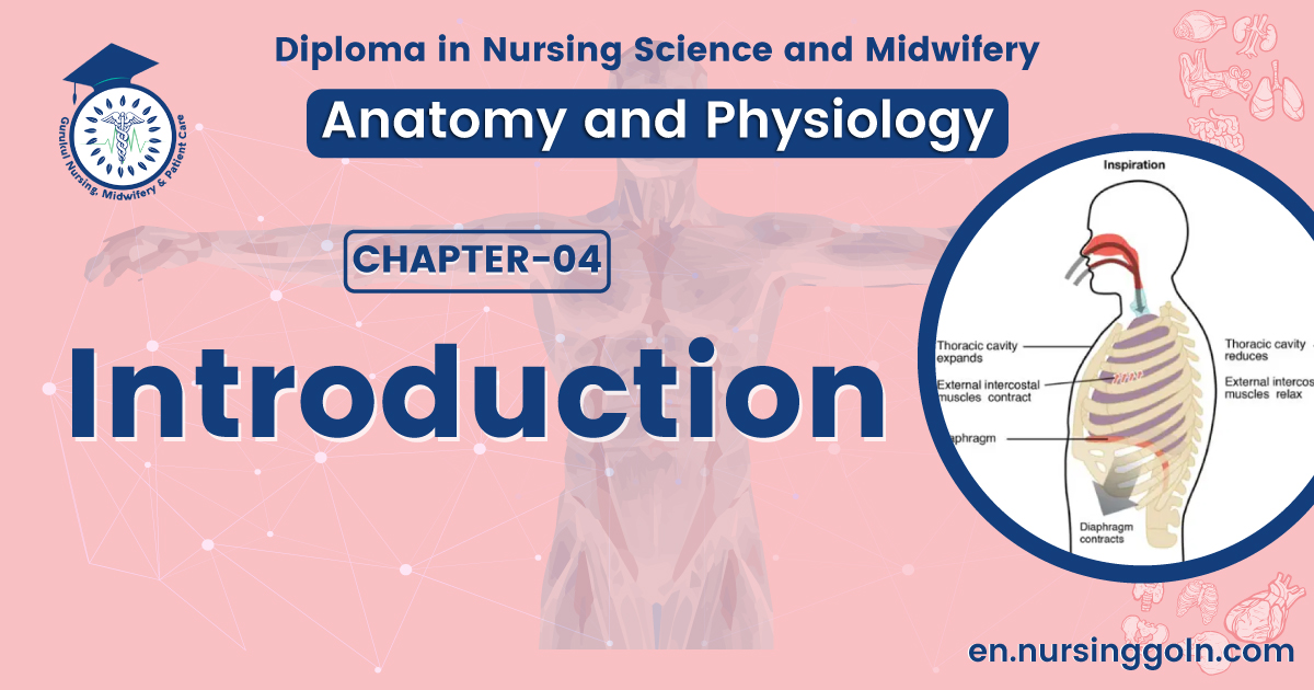 Introduction of respiratory system | CHAPTER 4 | Anatomy and Physiology ...