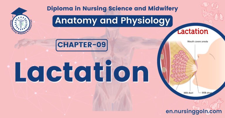 Concept about Lactation | CHAPTER 9 | Anatomy and Physiology