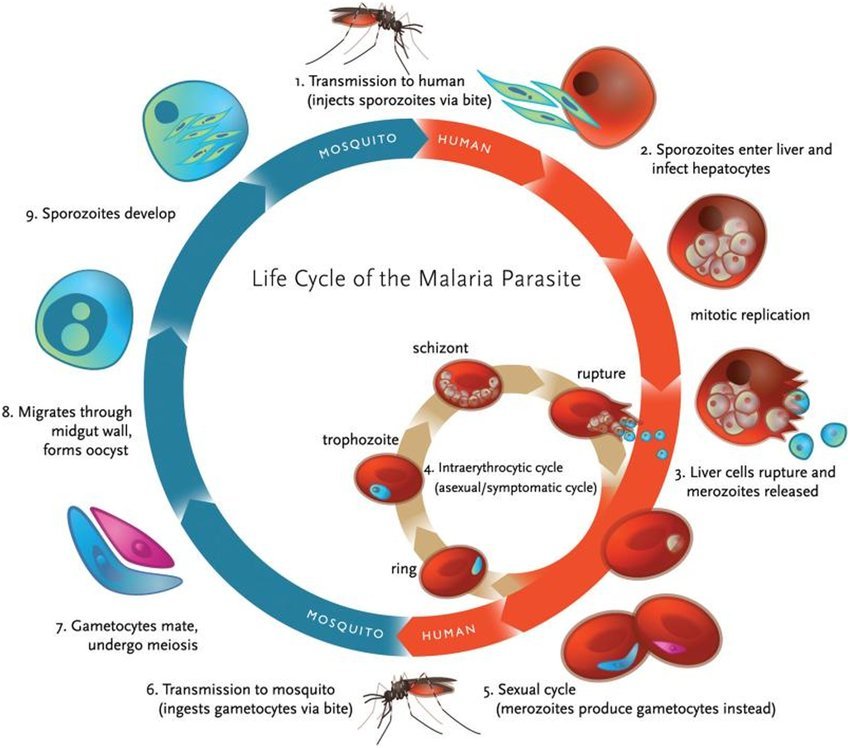 Plasmodium falciparum