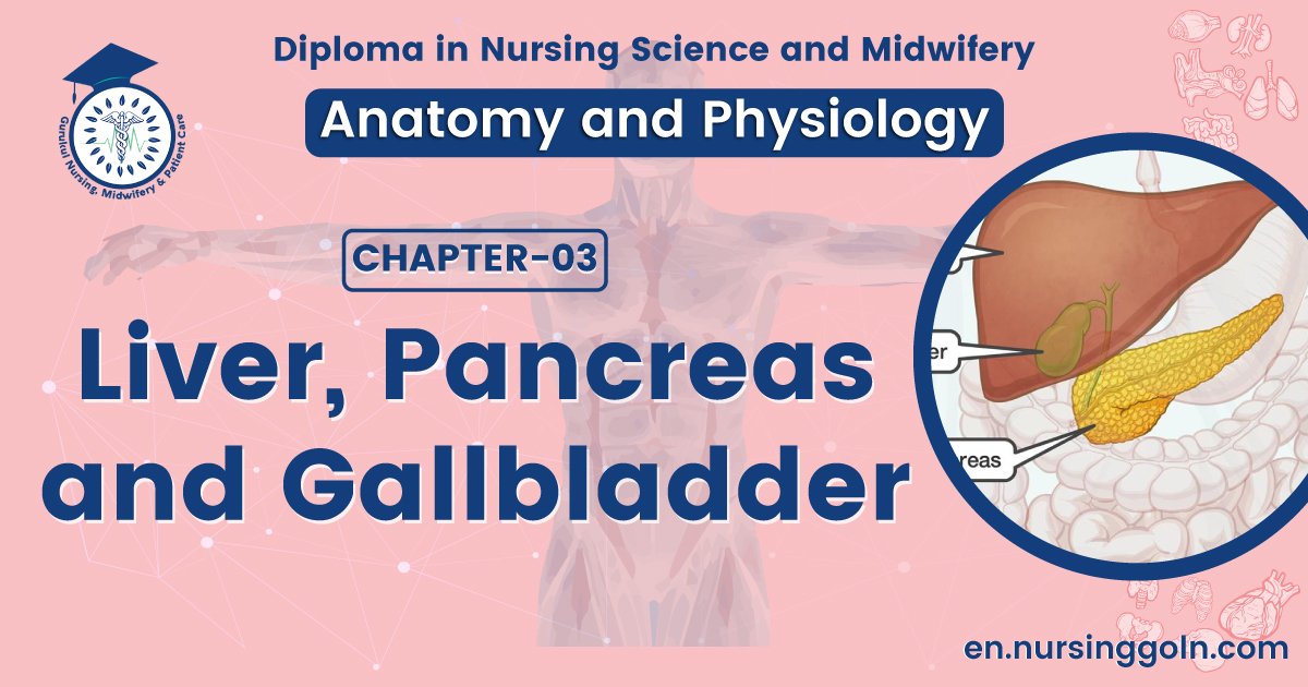 Liver, pancreas and gallbladder | CHAPTER 3 | Anatomy and Physiology
