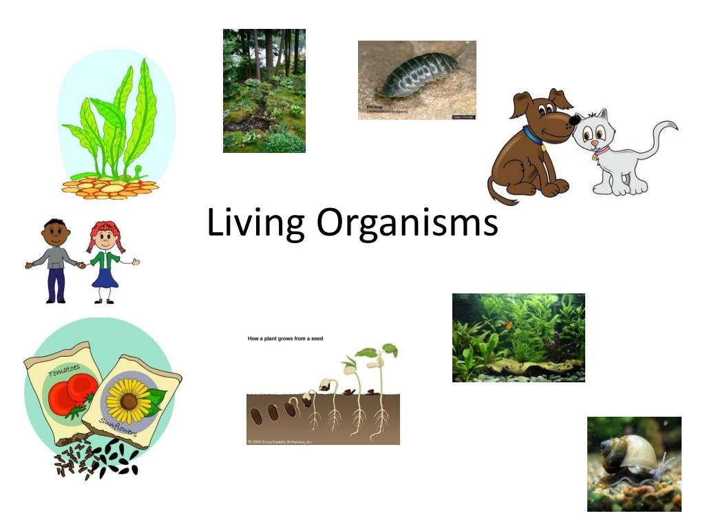 Organization of Living Matter