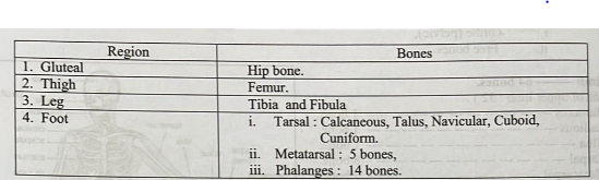 Review of Anatomy & Physiology of Musculoskeletal System | CHAPTER 2 | Orthopedic Nursing