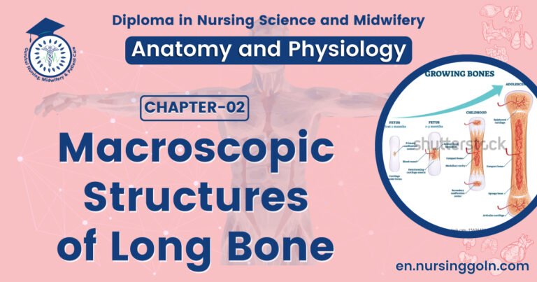 Macroscopic Structures of Long Bone | CHAPTER 2 | Anatomy and Physiology
