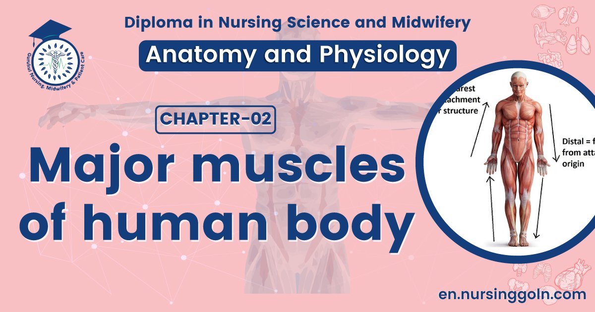Major muscles of human body | CHAPTER 2 | Anatomy and physiology