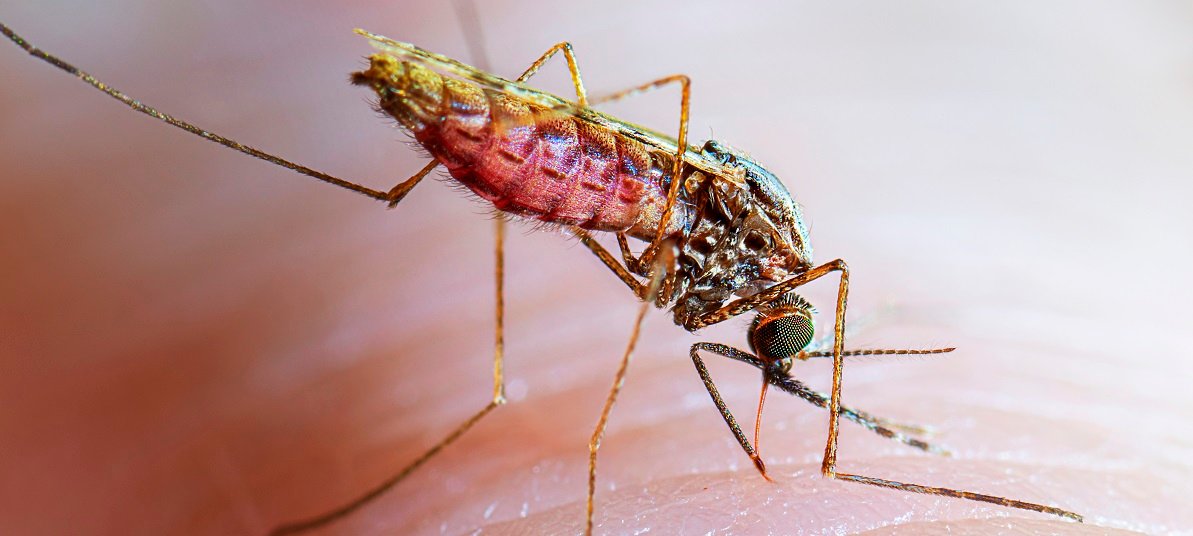 Definition of Malaria। chapter 5। Medical and Surgical Nursing