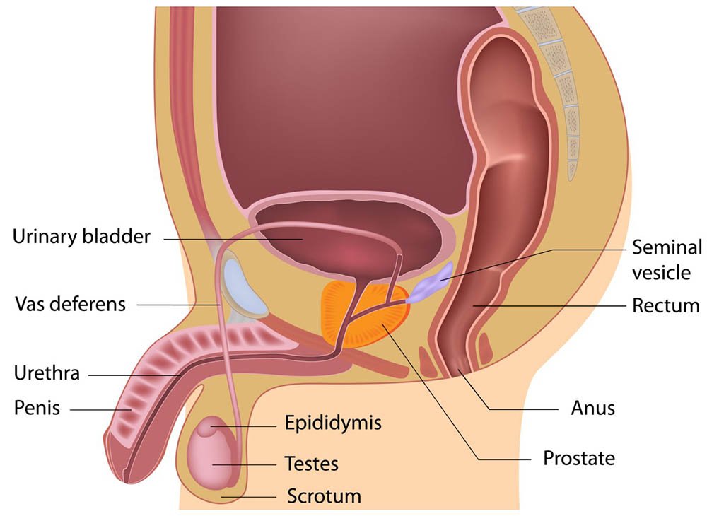 male and female reproductive organs