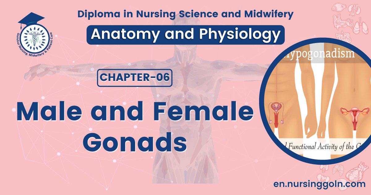 Male and female gonads | CHAPTER 6 | Anatomy and Physiology