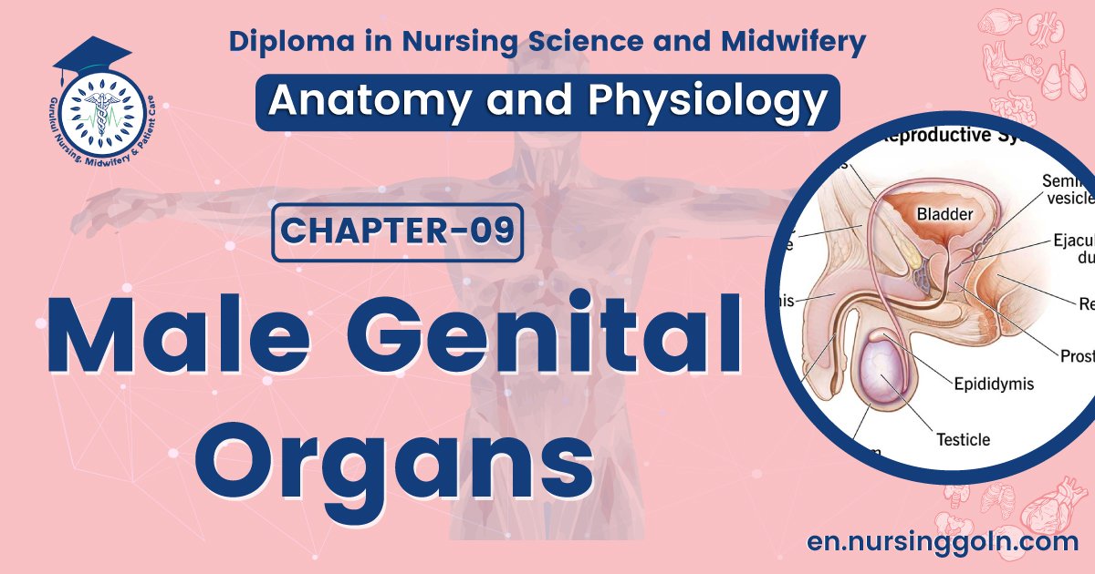 Male genital organs | CHAPTER 9 | Anatomy and Physiology