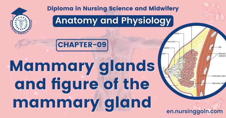 Mammary glands and figure of the mammary gland | CHAPTER 9 | Anatomy and Physiology