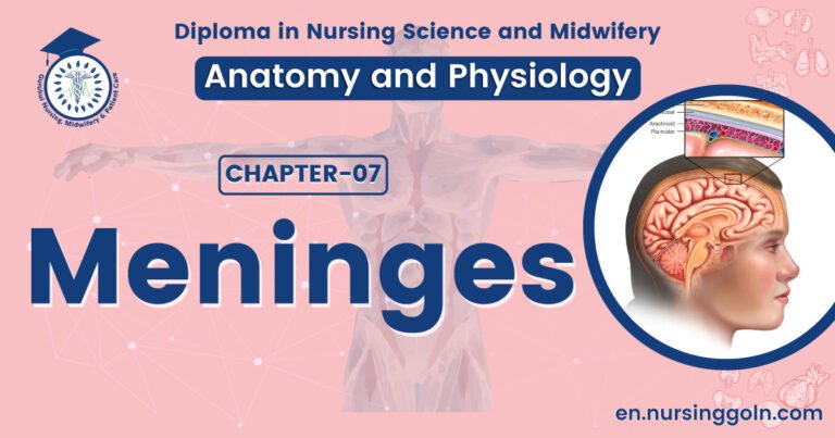 Concept about Meninges | CHAPTER 7 | Anatomy and Physiology