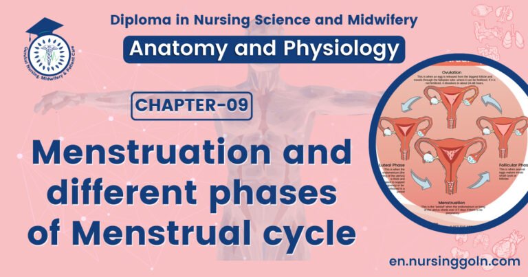 Menstruation and different phases of Menstrual cycle | CHAPTER 9 | Anatomy and Physiology
