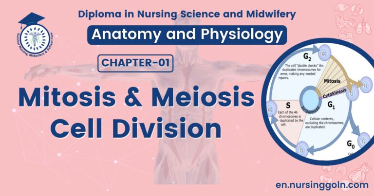 Mitosis and Meiosis cell division | CHAPTER 1 | Anatomy and physiology