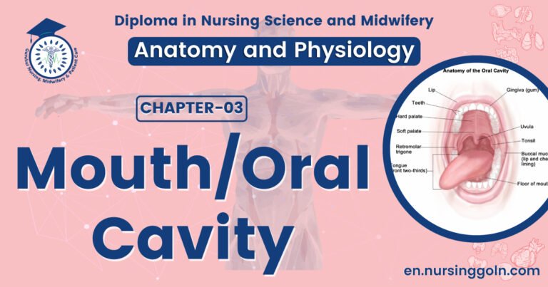 Mouth cavity | CHAPTER 3 | Anatomy and Physiology