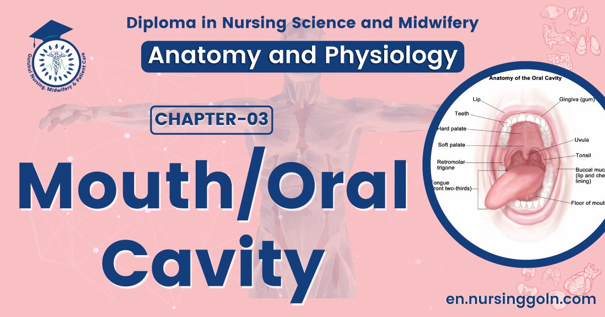 Mouth cavity | CHAPTER 3 | Anatomy and Physiology