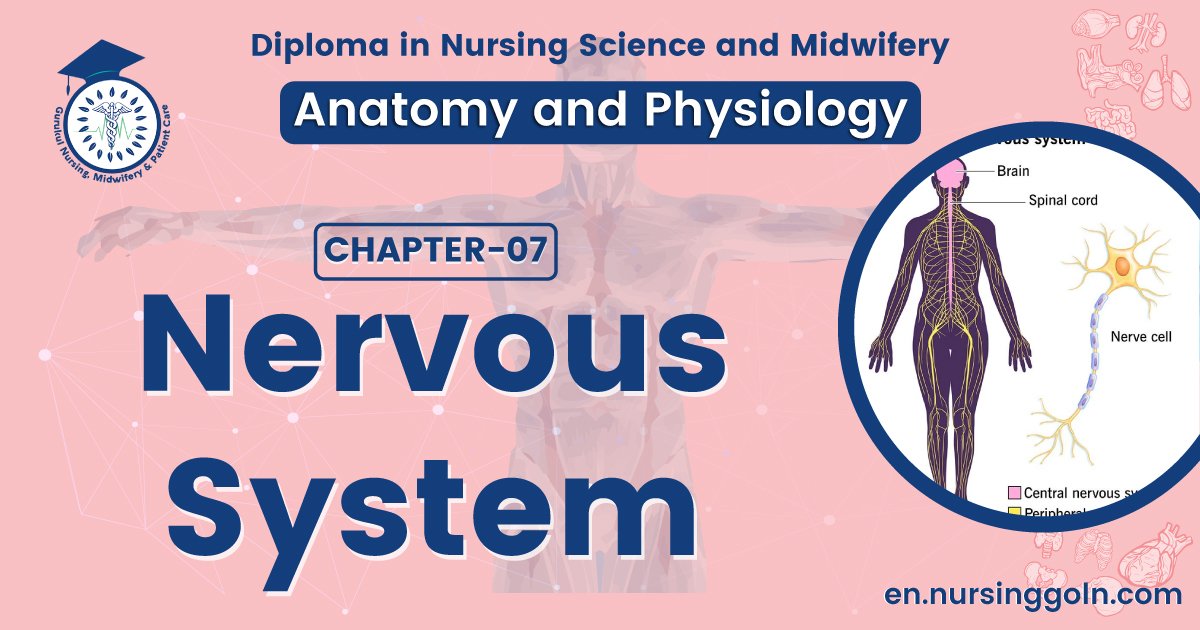 Nervous system | CHAPTER 7 | Anatomy and Physiology