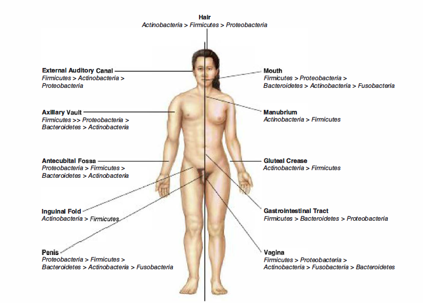 Microbes and Human Diseases