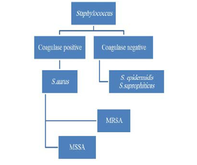 definition of staphylococci