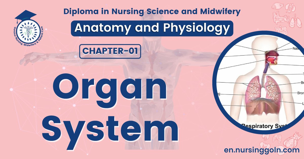 Organ system | CHAPTER 1 | Anatomy and physiology