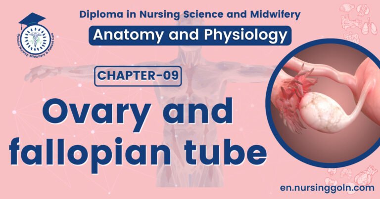Ovary and fallopian tube | CHAPTER 9 | Anatomy and Physiology