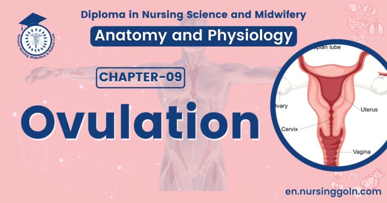 Concept about Ovulation | CHAPTER 9 | Anatomy and Physiology