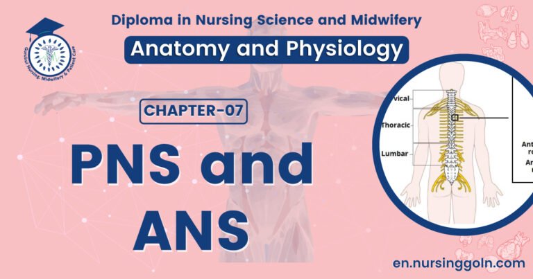PNS and ANS | CHAPTER 7 | Anatomy and Physiology