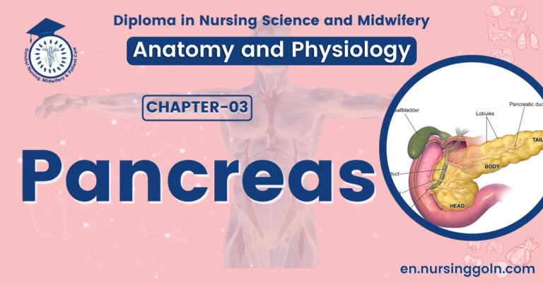 Concept about Pancreas | CHAPTER 3 | Anatomy and Physiology