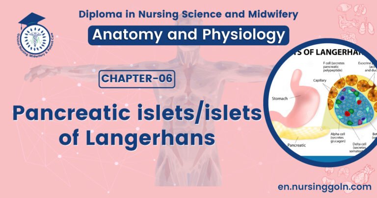 Pancreatic islets/islets of Langerhans | CHAPTER 6 | Anatomy and Physiology
