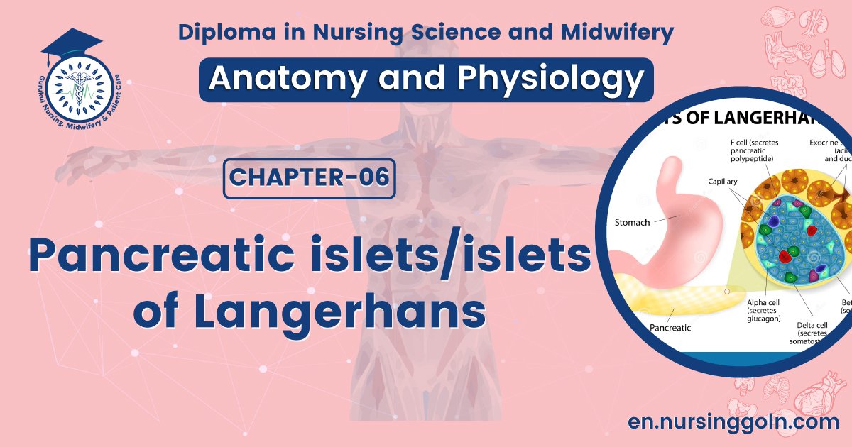 Pancreatic islets/islets of Langerhans | CHAPTER 6 | Anatomy and Physiology