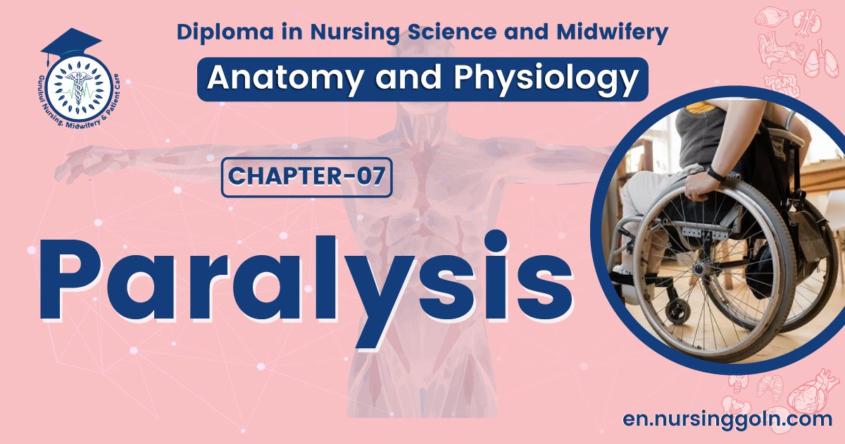 Concept about Paralysis | CHAPTER 7 | Anatomy and Physiology