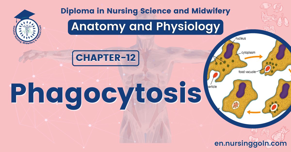 Concept about Phagocytosis | CHAPTER 12 | Anatomy and Physiology