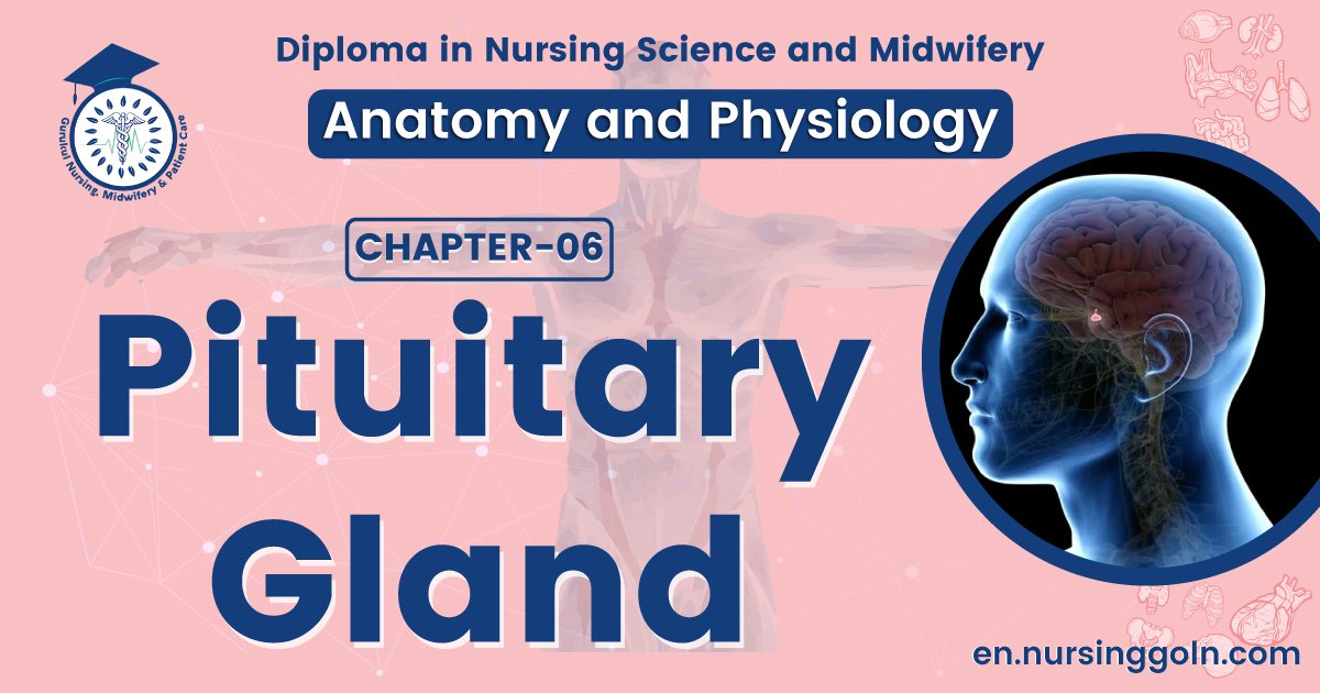 Pituitary gland | CHAPTER 6 | Anatomy and Physiology