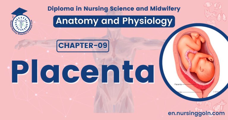 Concept about Placenta | CHAPTER 9 | Anatomy and Physiology
