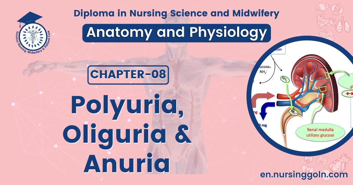 Polyuria, Oliguria & Anuria | CHAPTER 8 | Anatomy and Physiology