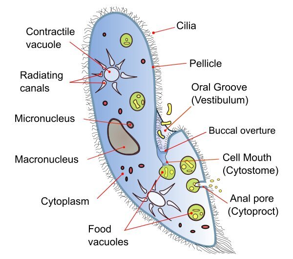 prokaryotes and eukaryotes