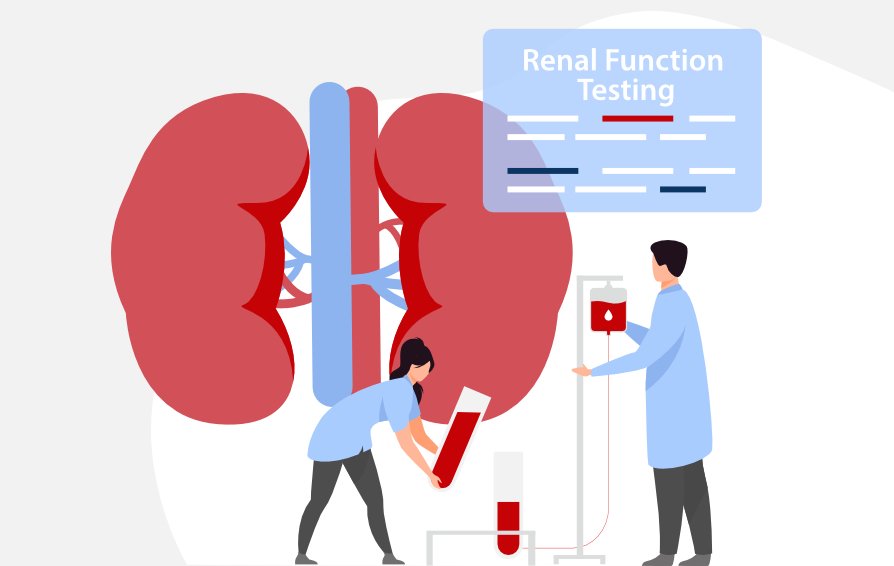 Renal Function Test