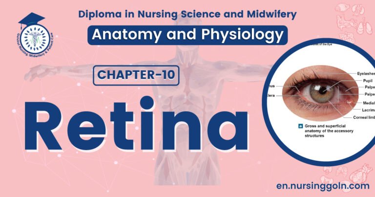 Concept about Retina | CHAPTER 10 | Anatomy and Physiology