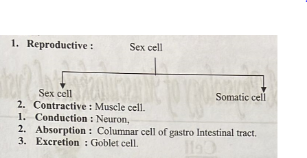 Review of Anatomy & Physiology of Musculoskeletal System | CHAPTER 2 | Orthopedic Nursing