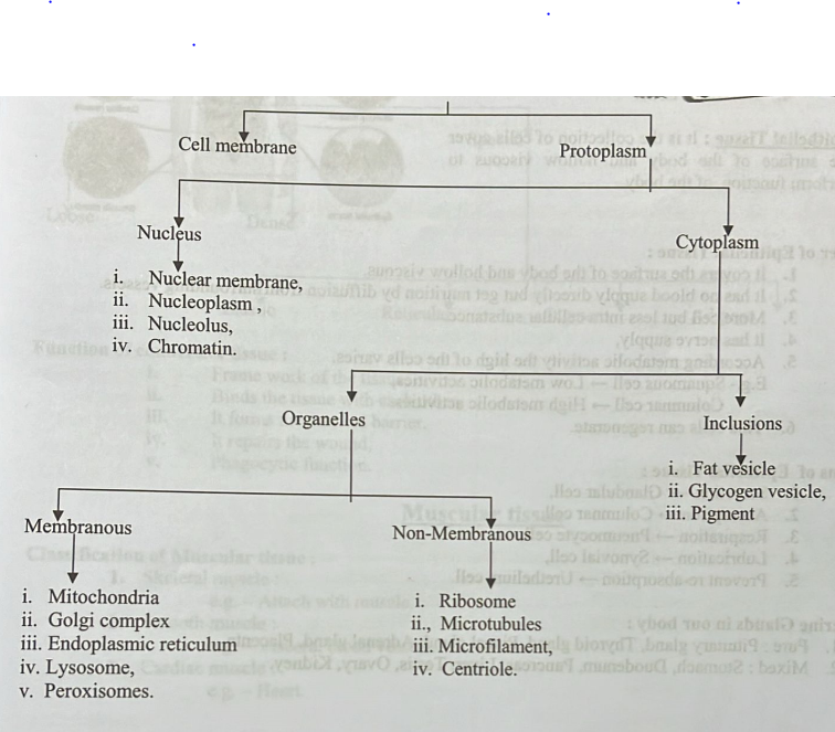 Review of Anatomy & Physiology of Musculoskeletal System | CHAPTER 2 | Orthopedic Nursing