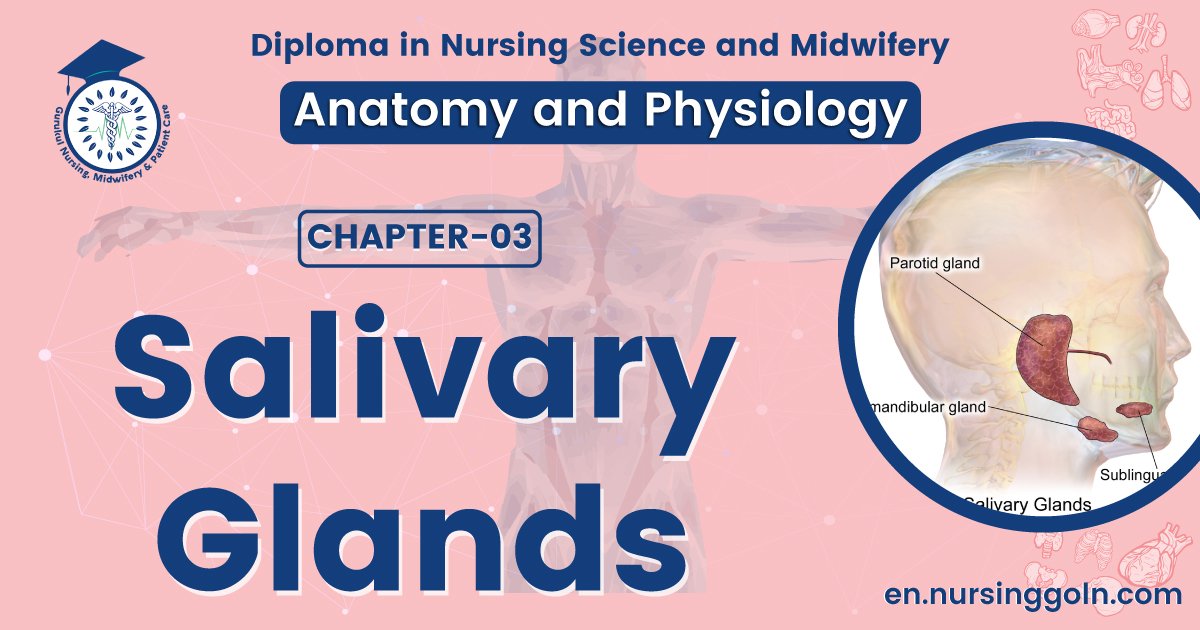Salivary glands | CHAPTER 3 | Anatomy and Physiology