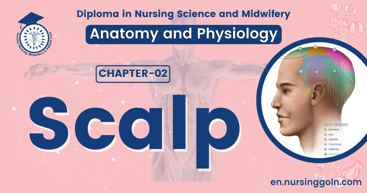 Concept about Scalp | CHAPTER 2 | Anatomy and Physiology