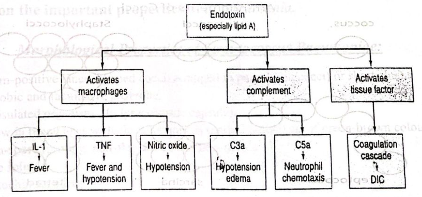 exotoxin and endotoxin