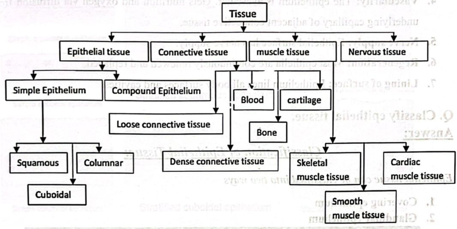 definition of tissue