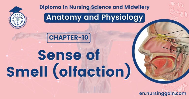 Sense of smell (olfaction) | CHAPTER 10 | Anatomy and Physiology