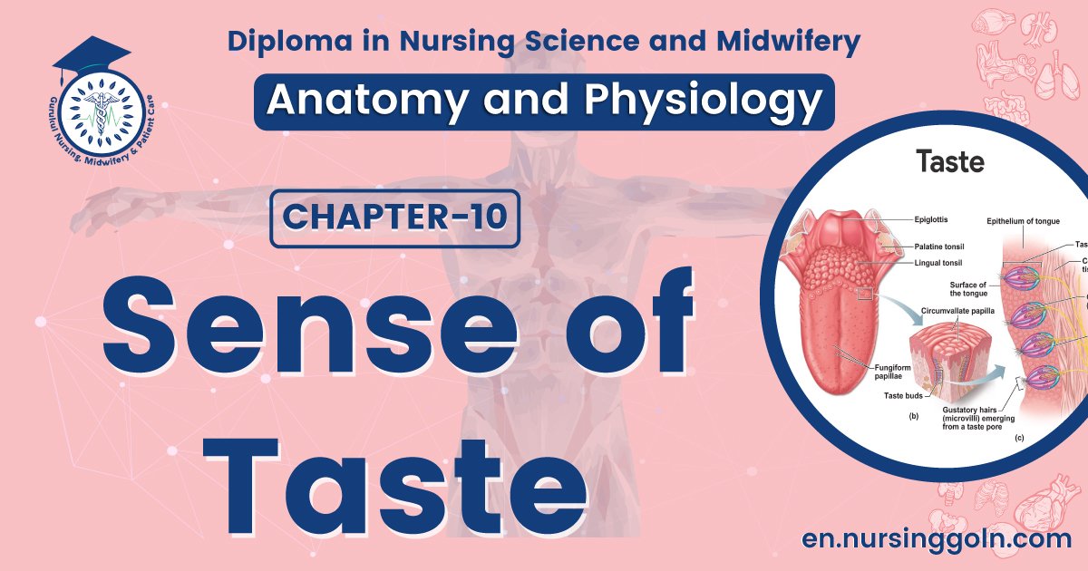 Sense of taste | CHAPTER 10 | Anatomy and Physiology