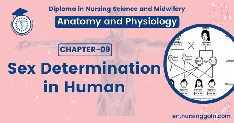 Sex determination in human | CHAPTER 9 | Anatomy and Physiology